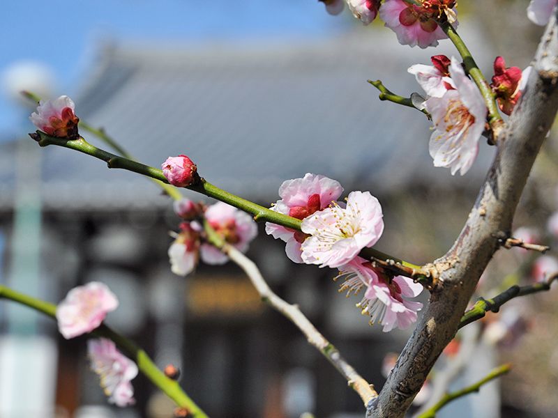 西藏院（西蔵院）