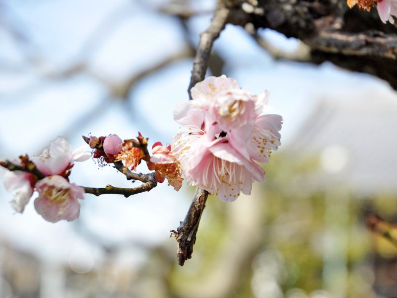 西藏院（西蔵院）
