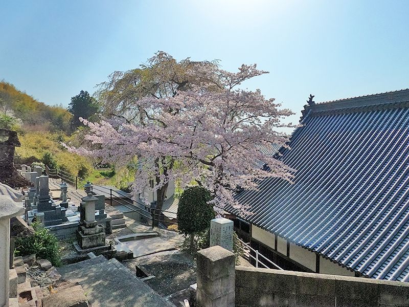 蓮光寺 永代供養墓