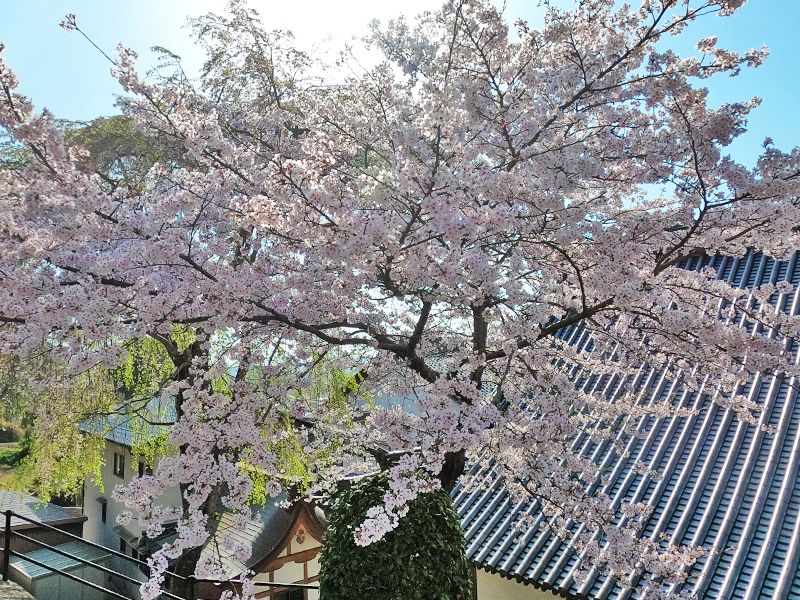 蓮光寺 永代供養墓