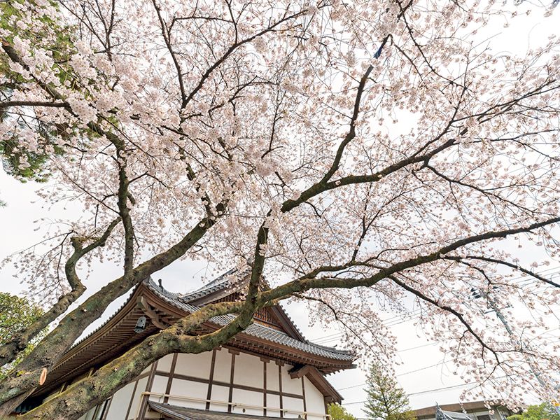 仙台新寺霊園 東秀院