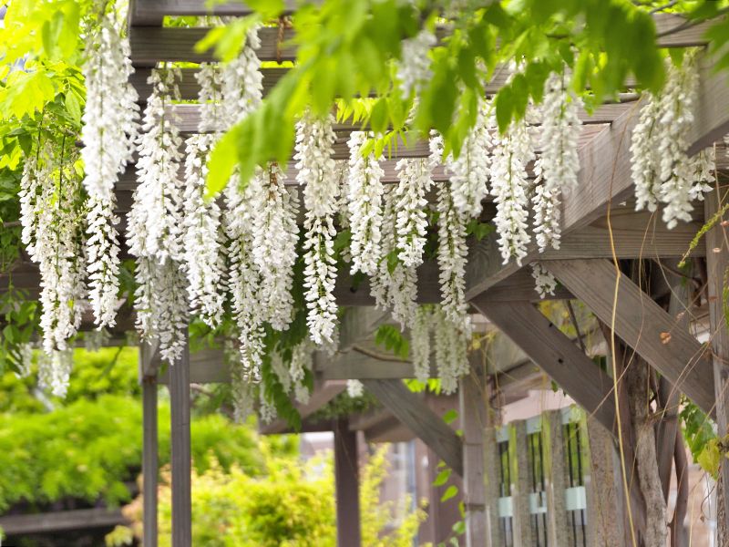 きれいな白藤が咲いております