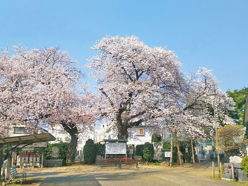 長覚院 樹木葬「きよらか」