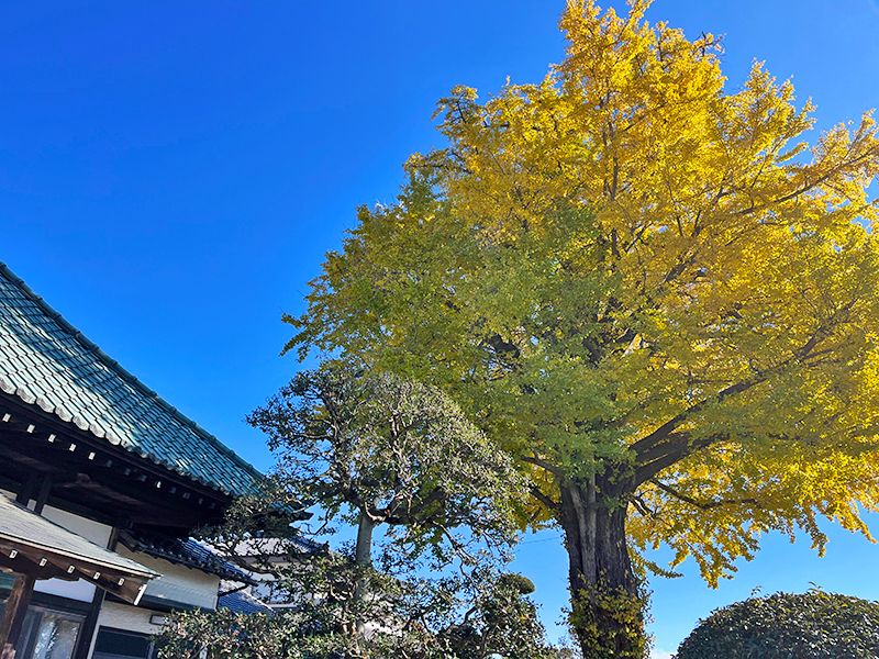 越谷大イチョウ堂
