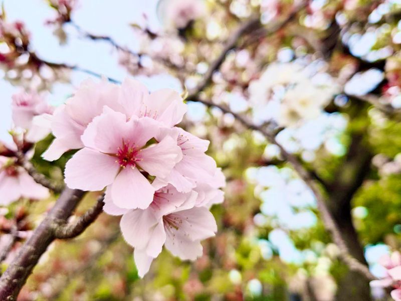 荒川霊園 華蔵院