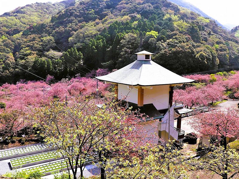 一心寺 樹木葬「夢さくら」