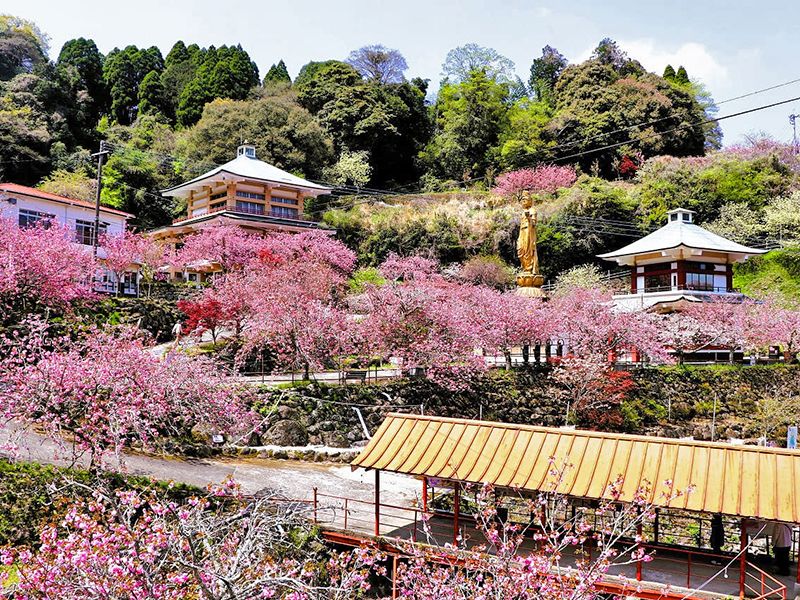 一心寺 樹木葬「夢さくら」