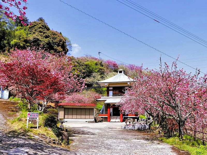 一心寺 樹木葬「夢さくら」
