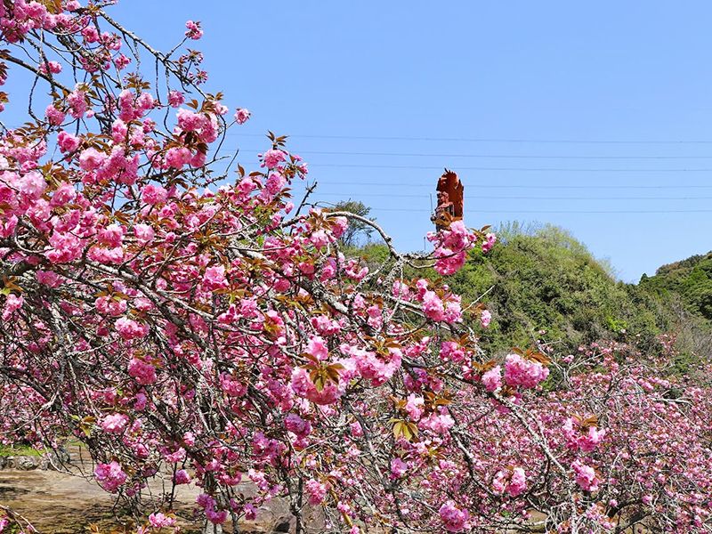 一心寺 樹木葬「夢さくら」