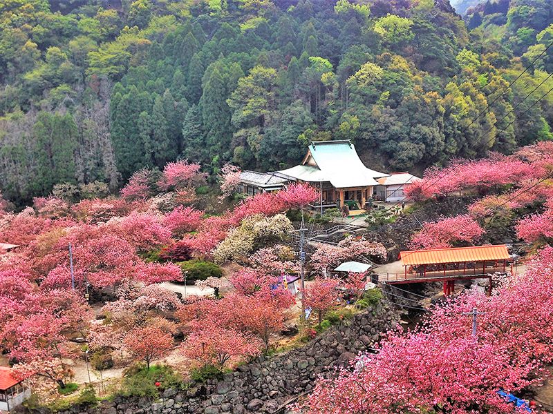 一心寺 樹木葬「夢さくら」