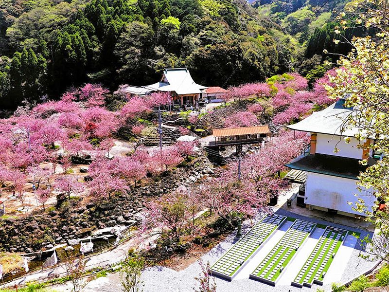 一心寺 樹木葬「夢さくら」