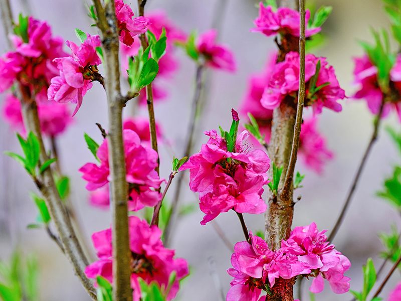 浅草桃林寺 樹木葬『禅-ZEN』
