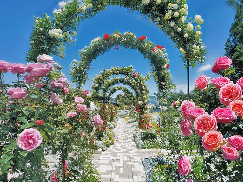 野田ほたるローズガーデン