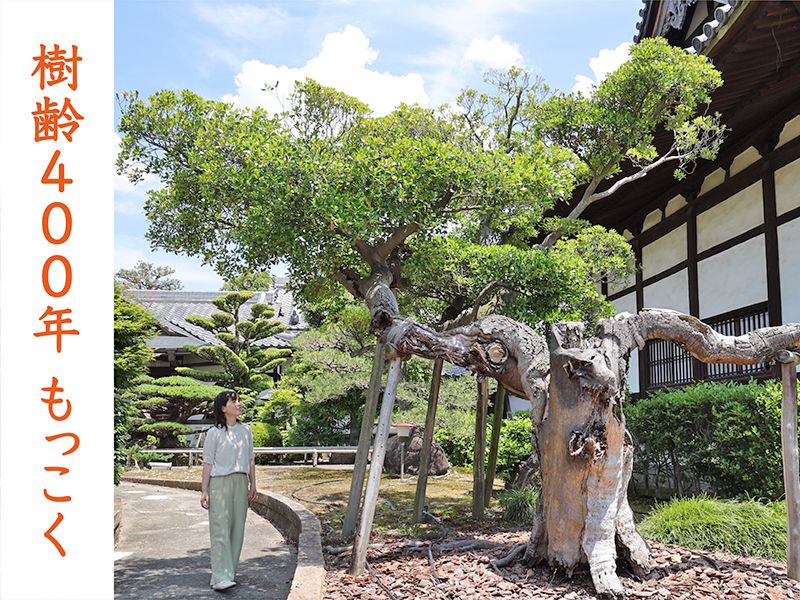 伏見桃山の森・海宝寺樹木葬