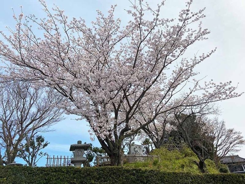 春の風景
