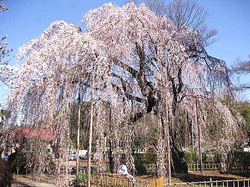 櫻乃丘聖地霊園 天空の郷