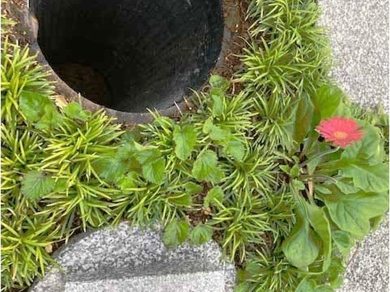 樹木葬墓聖観音の墓穴、内径24ｃｍ,深さ1m　※完売