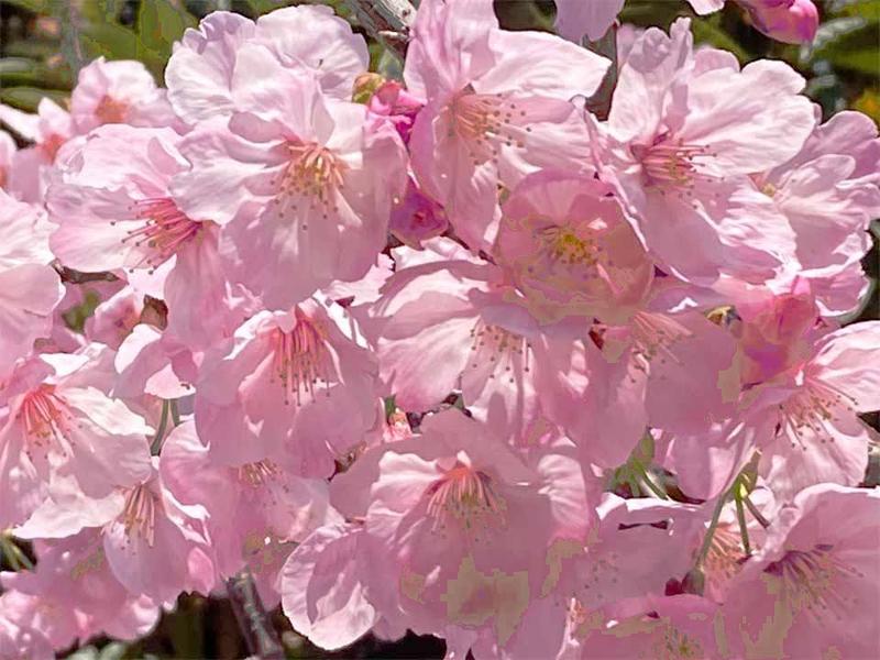 境内の花