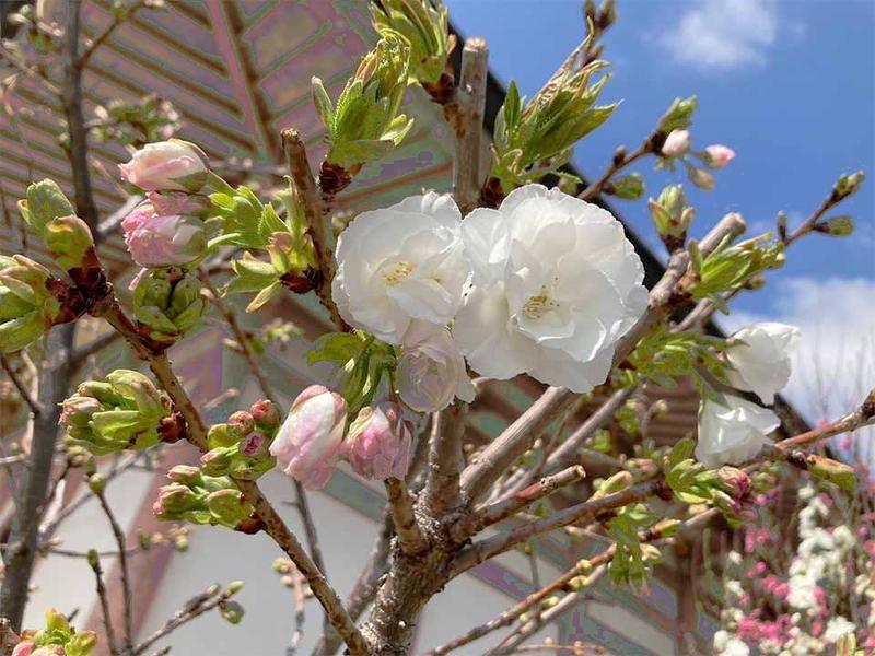 境内の花