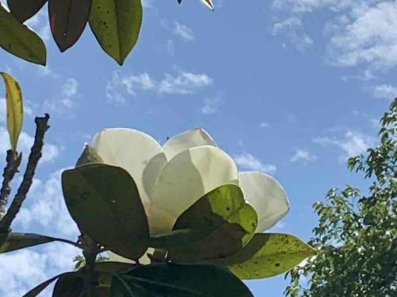 園内の花