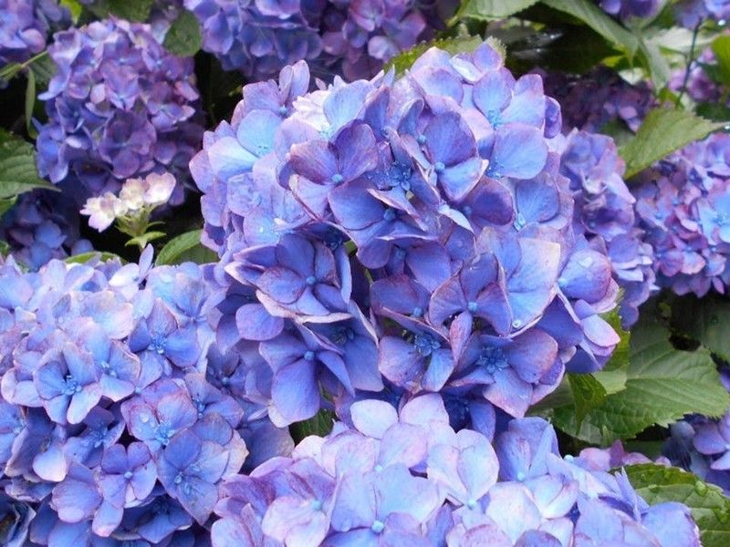 季節になると美しいあじさいが咲き誇ります