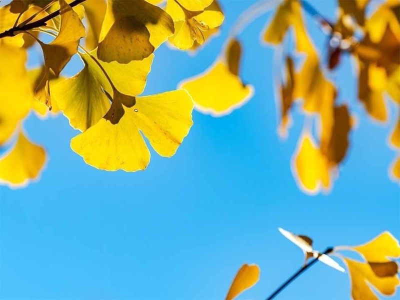 季節になるときれいに色づきます