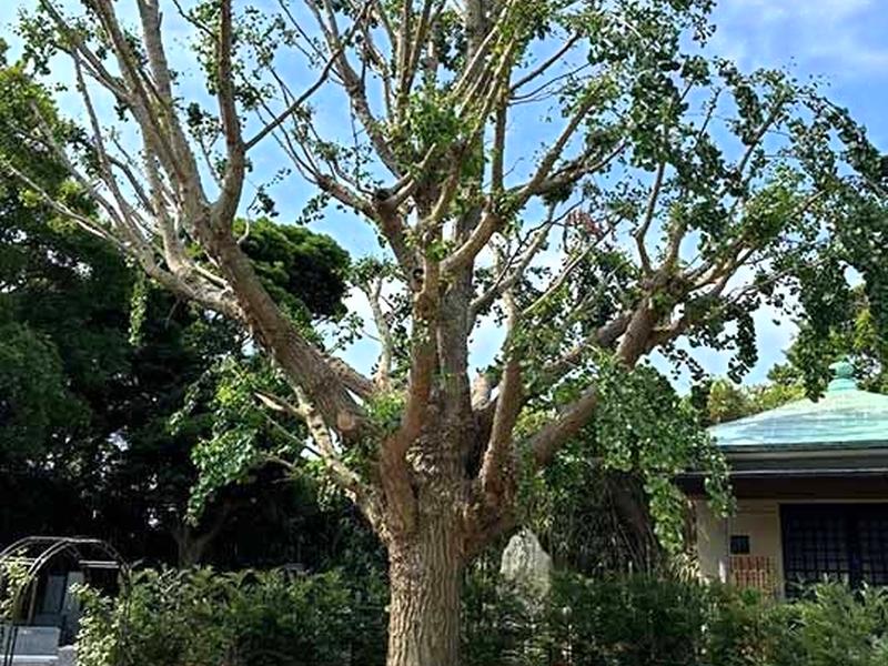 横須賀ヒルズ樹木葬ふじみ