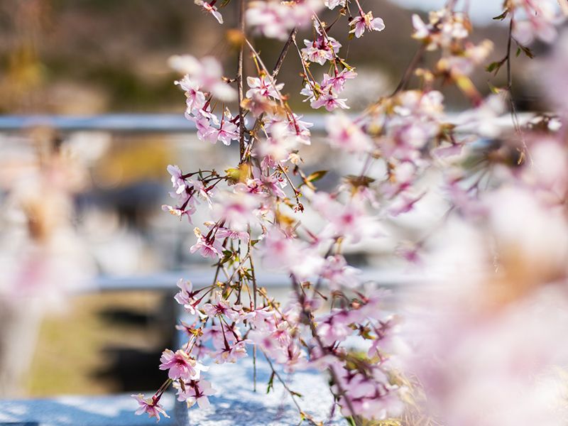樹木葬の「富士桜」