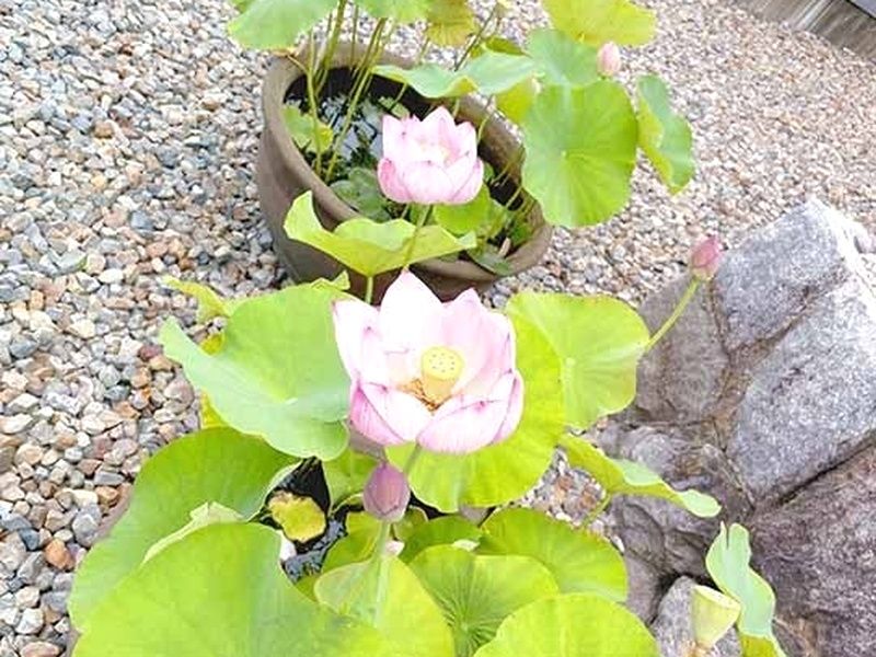 大高 善光寺・史跡大高城 本坊 海岸寺