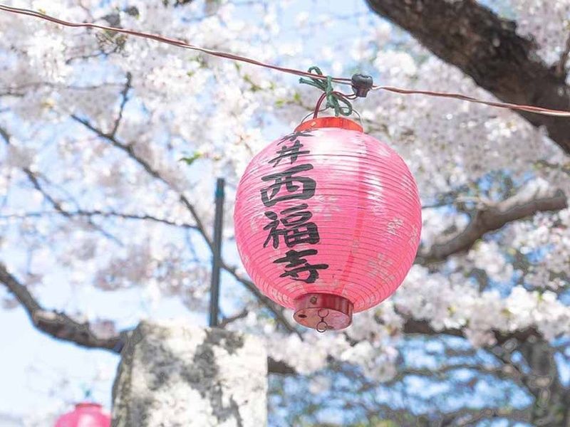 サクラテラスそめい 樹木葬