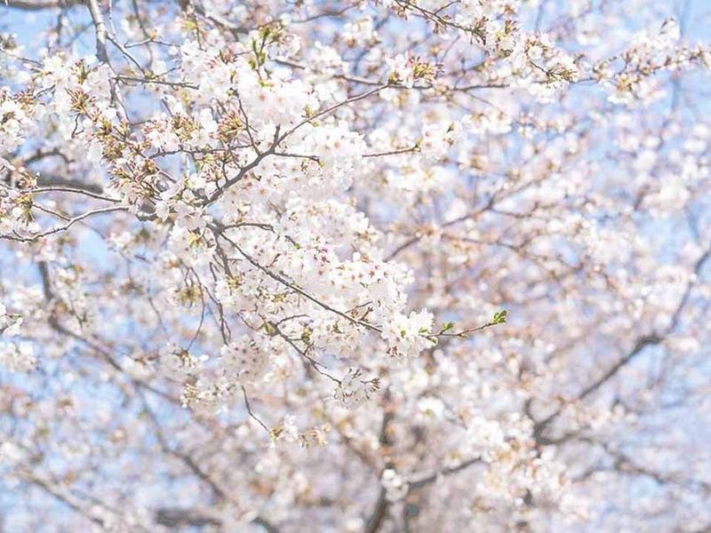 サクラテラスそめい 樹木葬