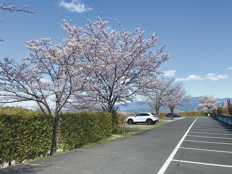 園内風景（桜の季節）