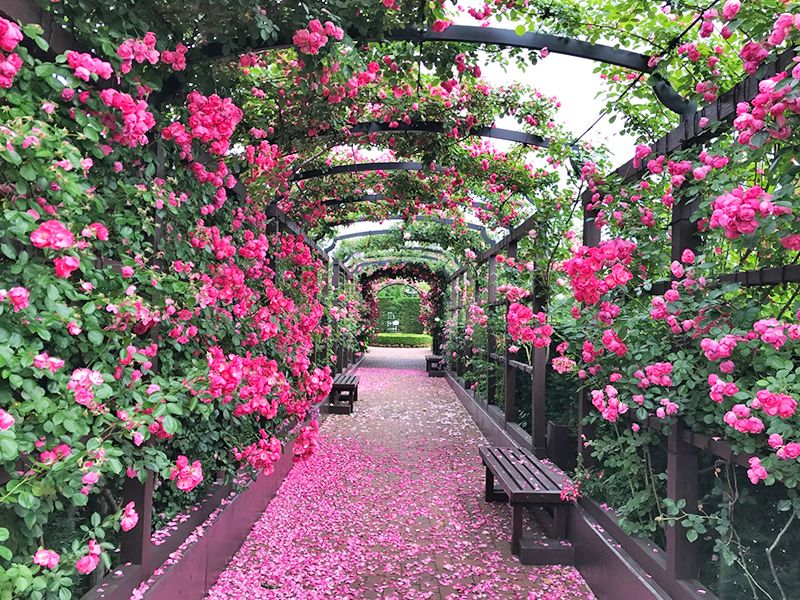 秋津ふれあいパーク