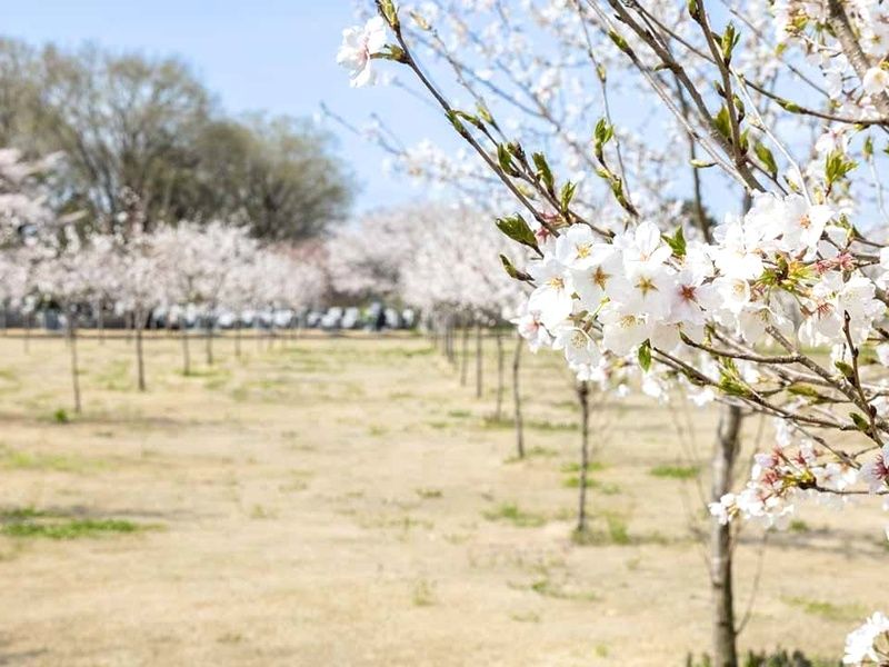 満開に咲き誇る園内の桜