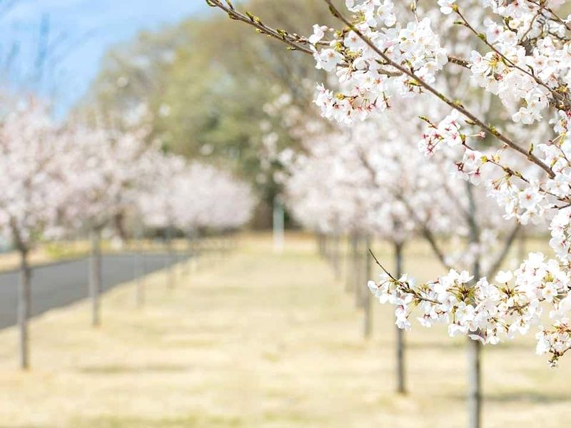 満開に咲き誇る園内の桜