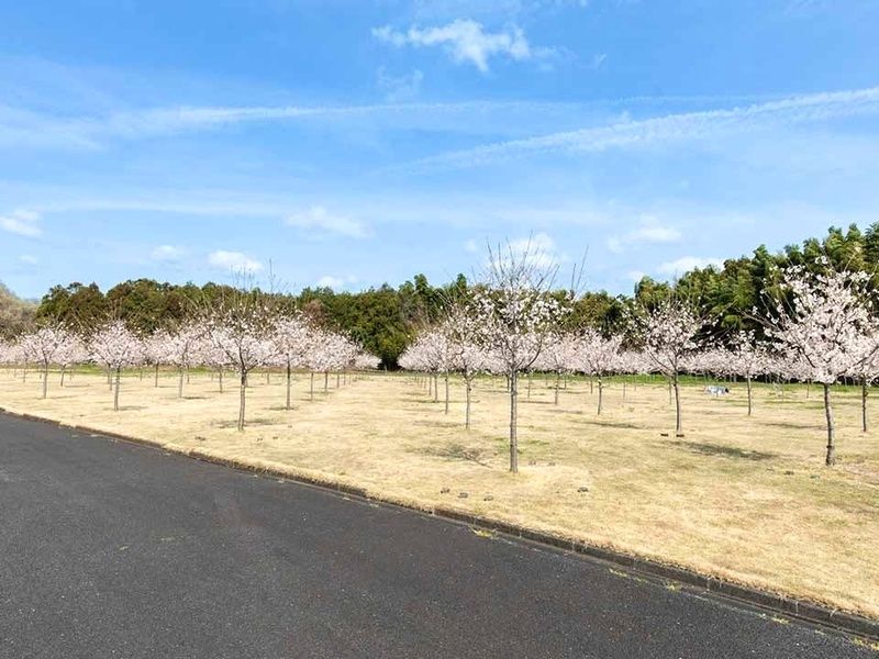 園内を彩る桜の木々
