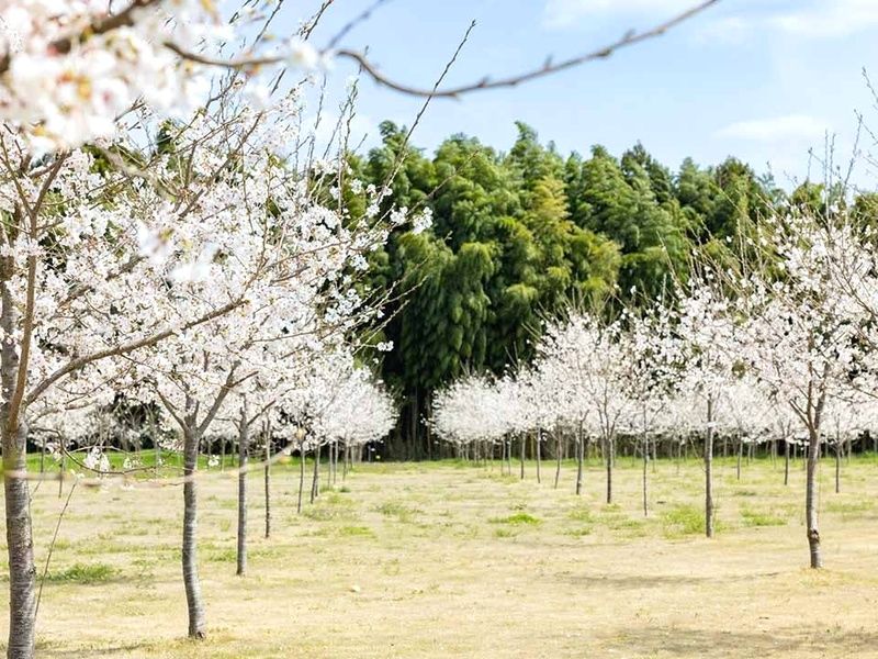 満開に咲き誇る園内の桜