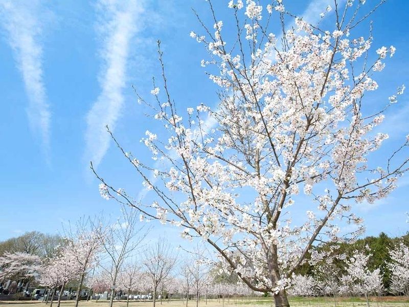 満開に咲き誇る園内の桜