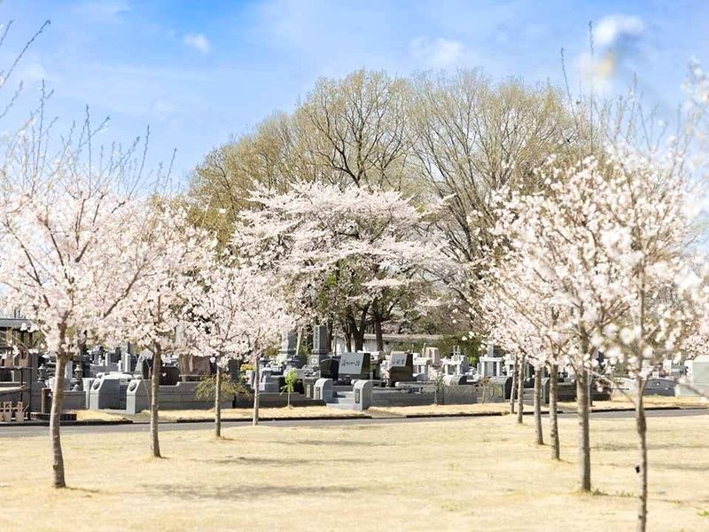 満開に咲き誇る園内の桜