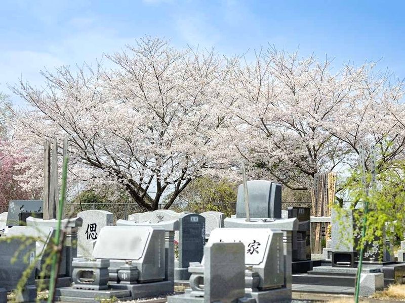 桜に包まれた樹木葬