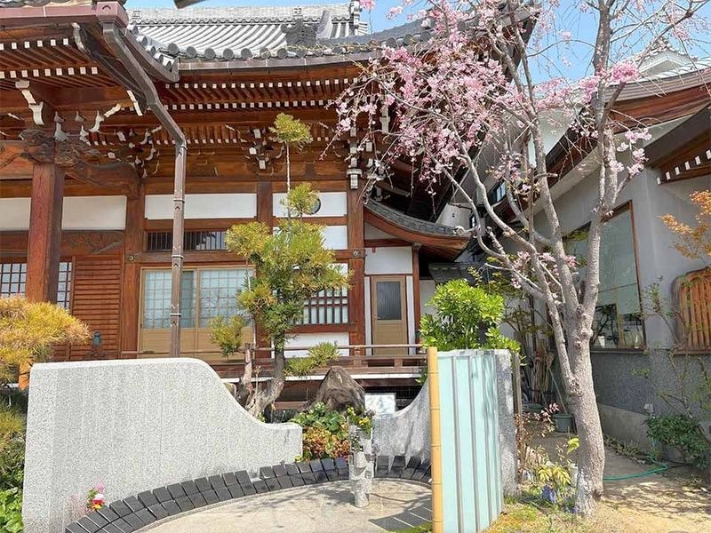 本堂前プレミア樹木葬　八重紅枝垂と呼ばれるしだれ桜をシンボルに、境内でも特別の一等地に位置しています