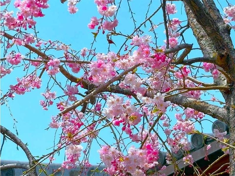 生魂山齢延寺　八重紅枝垂の桜