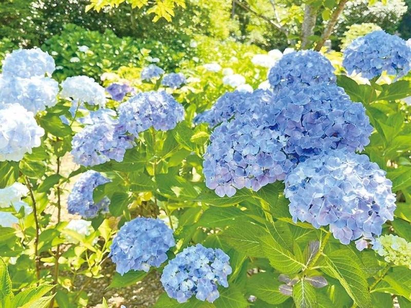 心花の里樹木葬墓地 永代供養・樹木葬墓苑  心花の里  報恩寺内