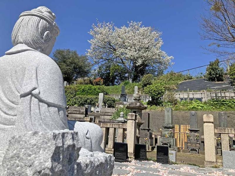 観音様と桜