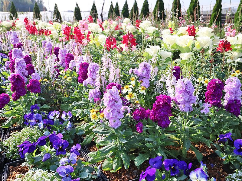 霊園内は四季折々のお花が咲き誇ります