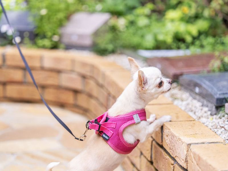 いずれの区画もペットさんと一緒に入れます